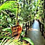 Selva de Laurel