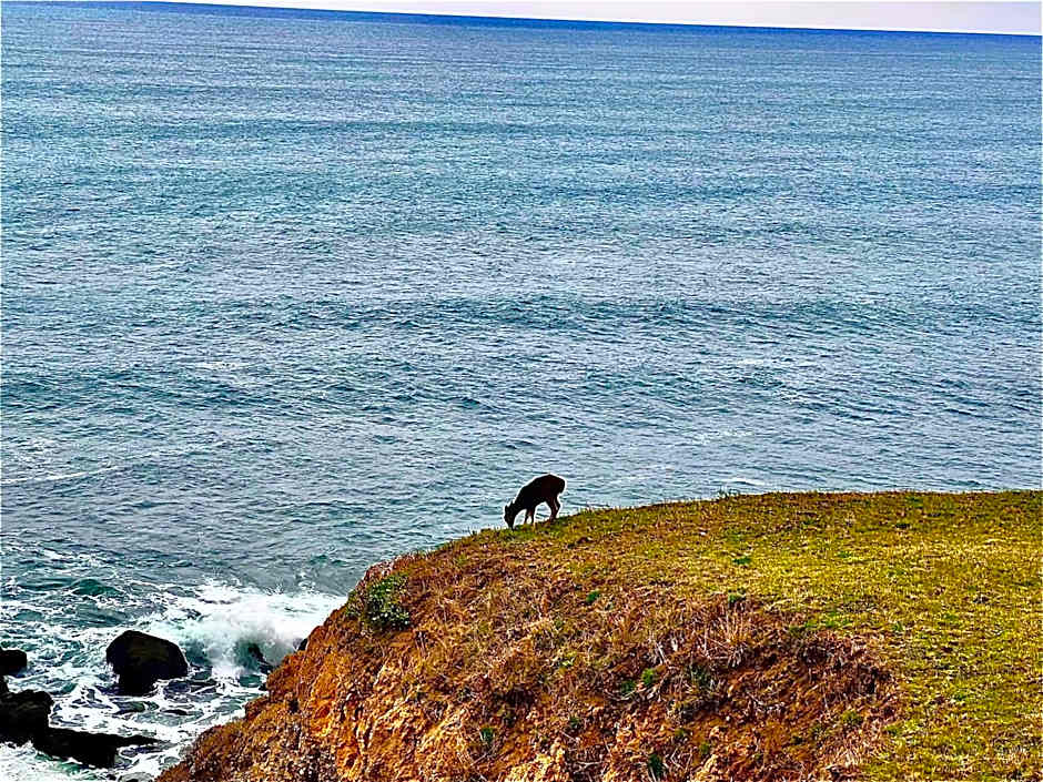 Inn of the Lost Coast
