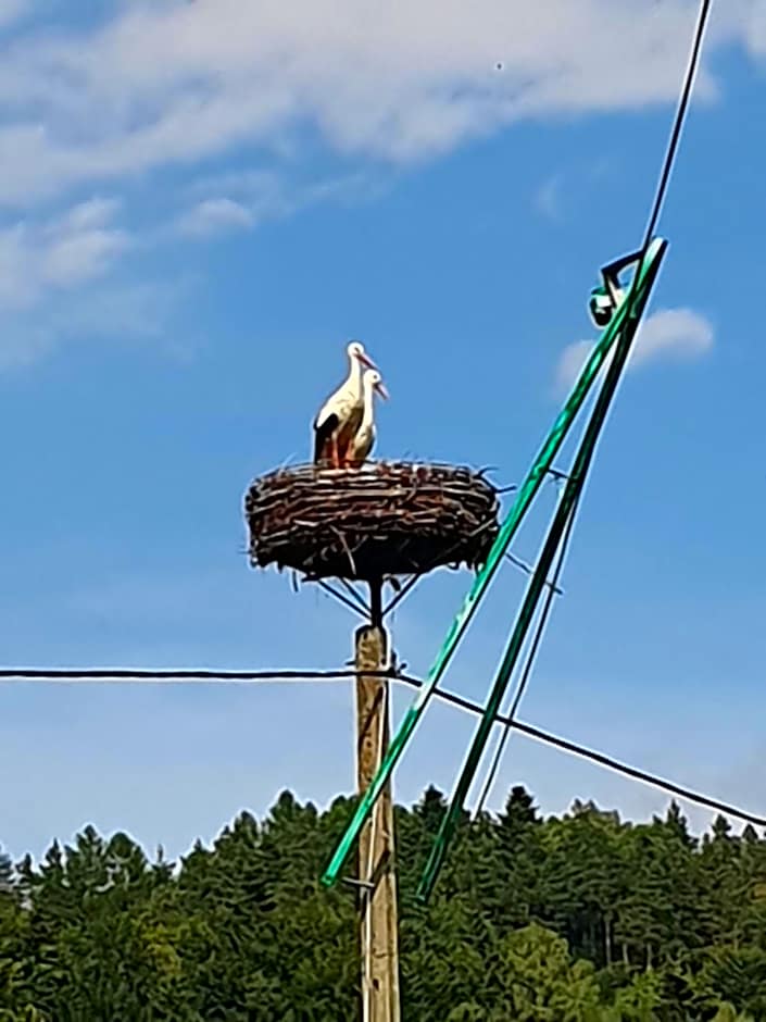 Rezydencja Bukowy Dwór