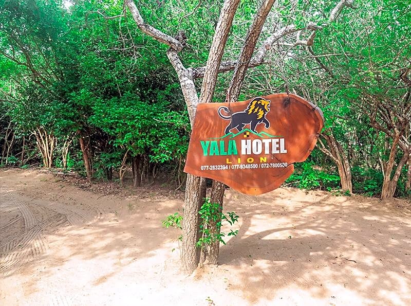 Yala Hotels Lion