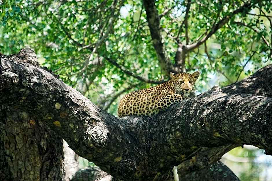 Bushbaby River Lodge