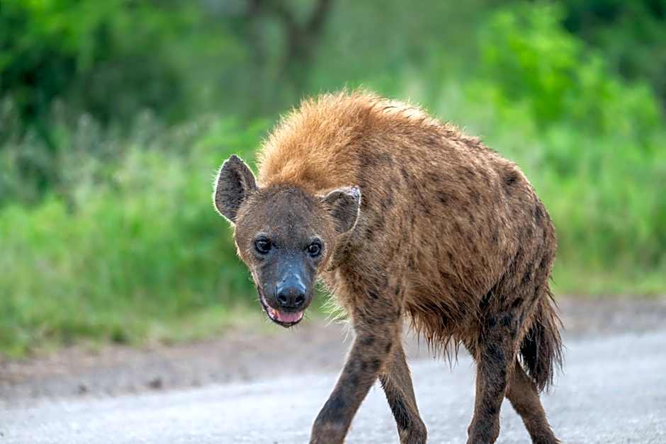 Foxy Crocodile Bush Lodge & Kruger Safaris
