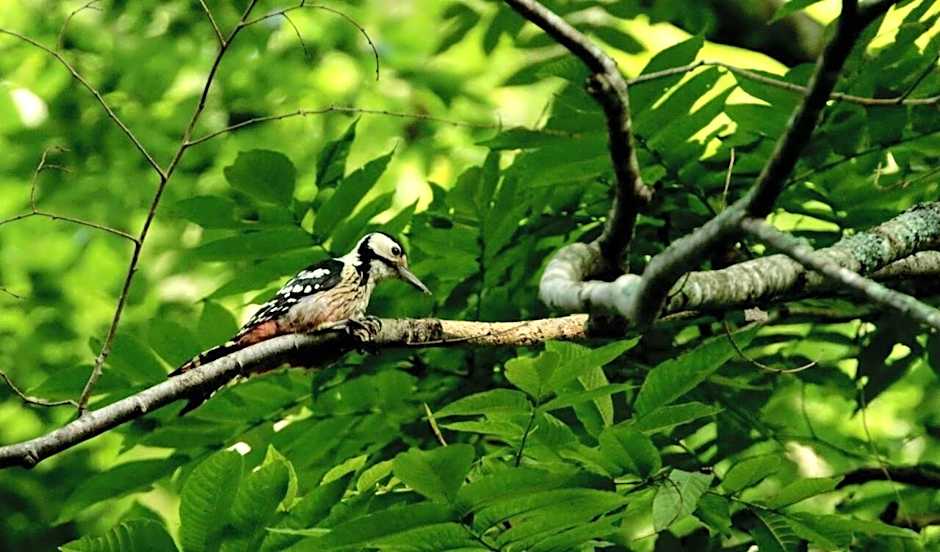 Oirase Guest house KEIGETSU