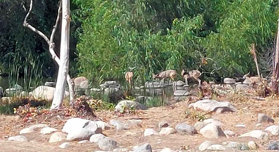 Sequoia River Front Cabins