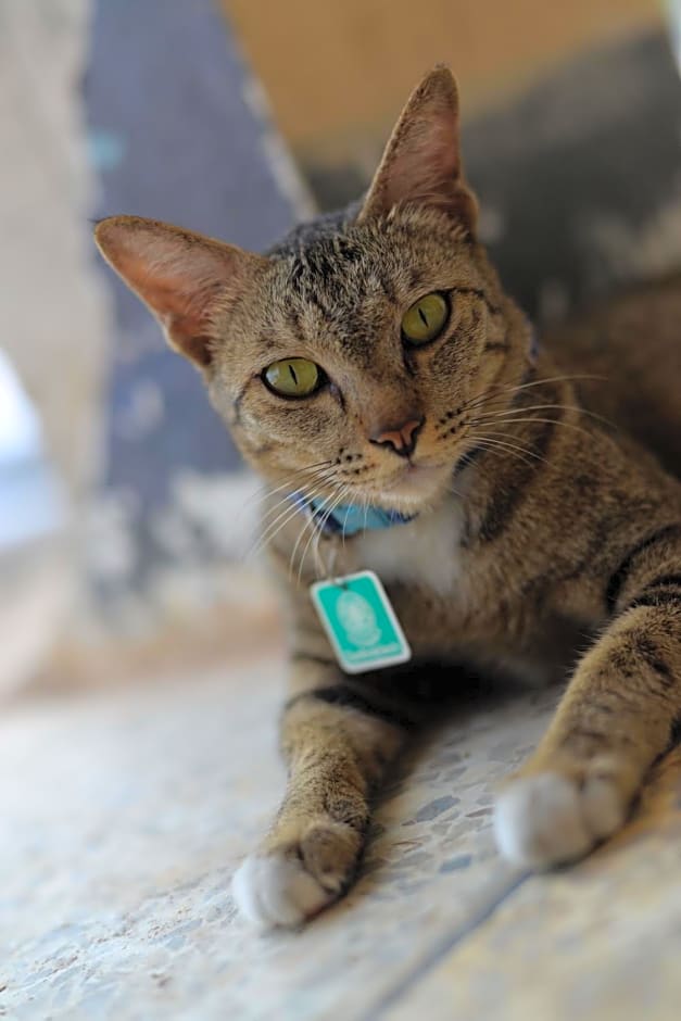 The Room Boutique Hotel