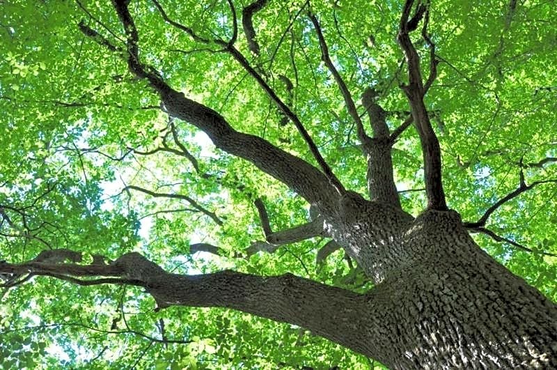 Domaine du Ris de Feu Chambres d'hôtes de charme