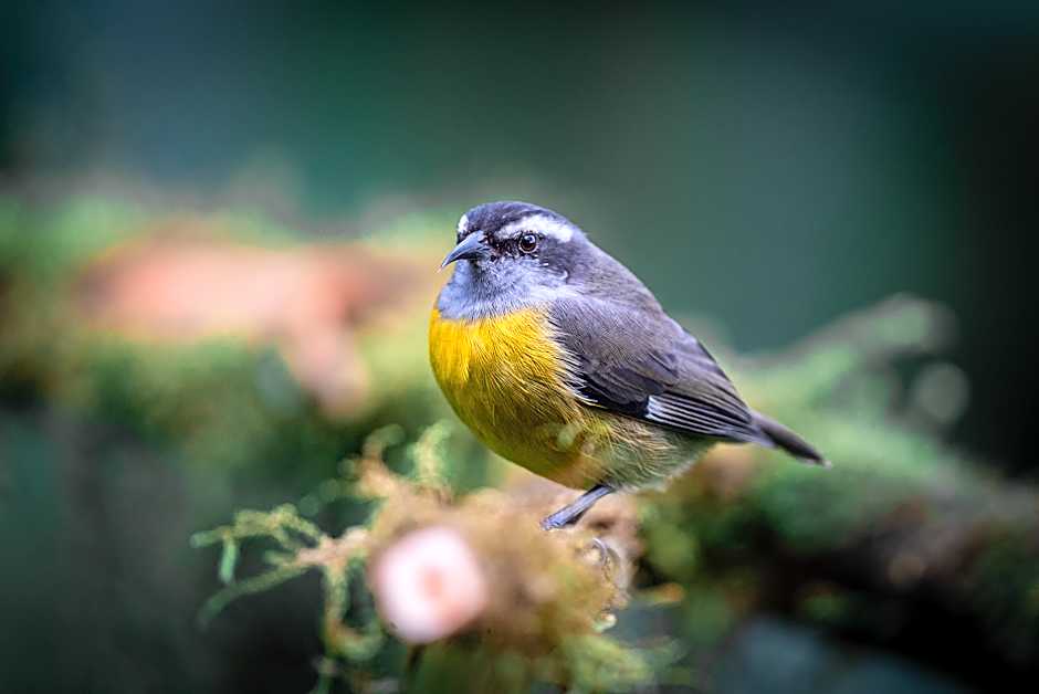 Dantica Cloud Forest Lodge