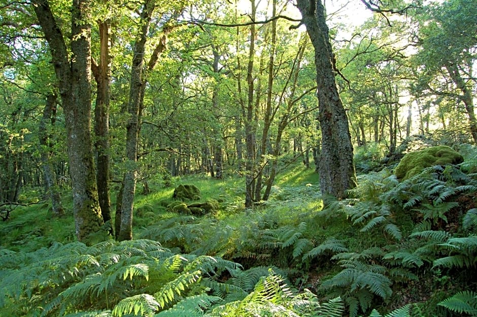 Luxury woodland Alder Lodge
