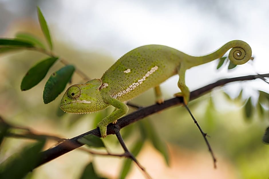 Oase by 7 Star Lodges - Greater Kruger Private 530ha Reserve