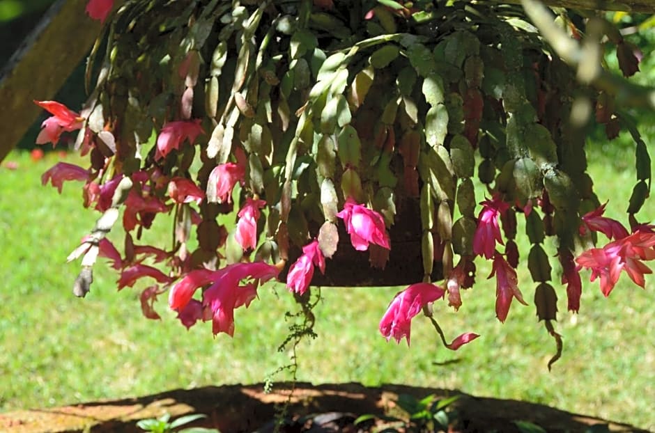 Sitio Recanto Primata