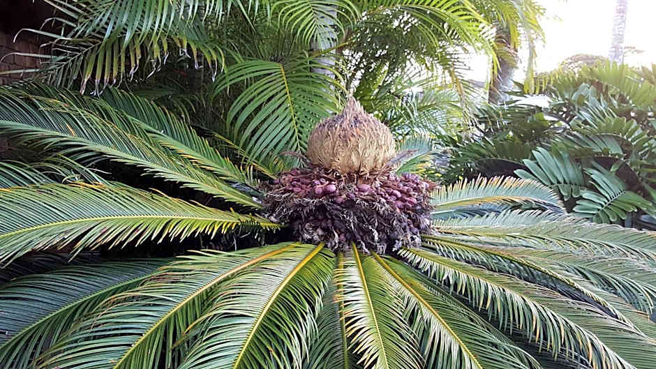 Ballina Palms Boutique Motel