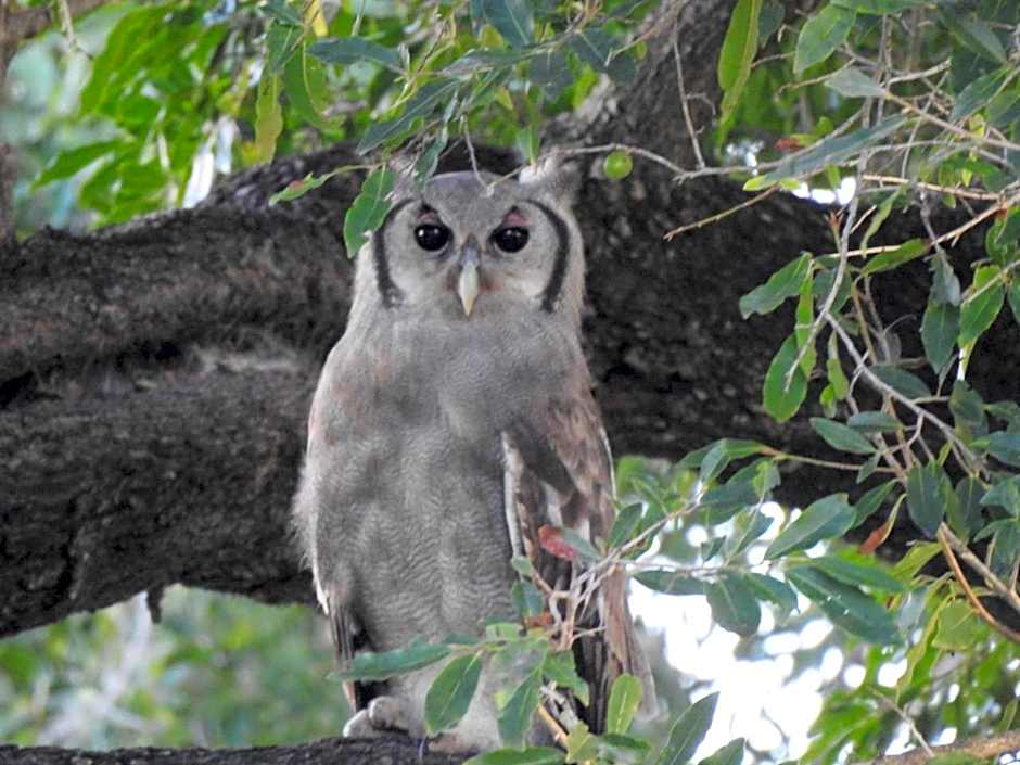 Barn Owl Lodge, Mjejane Game Reserve, Greater Kruger Park