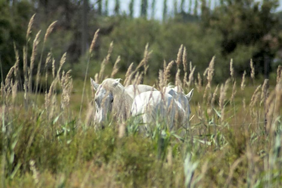 Bergerie d'Alivon en Camargue