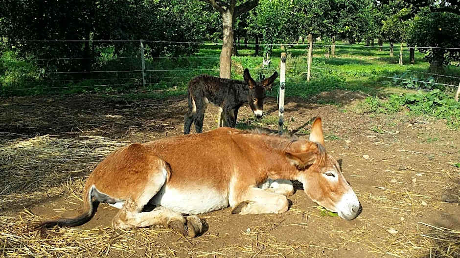 hiresicily - Casale della Pergola