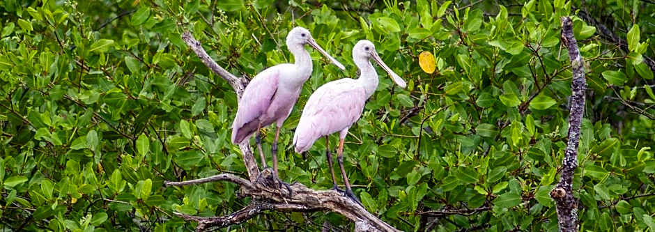 Pousada Rancho do Nhesko