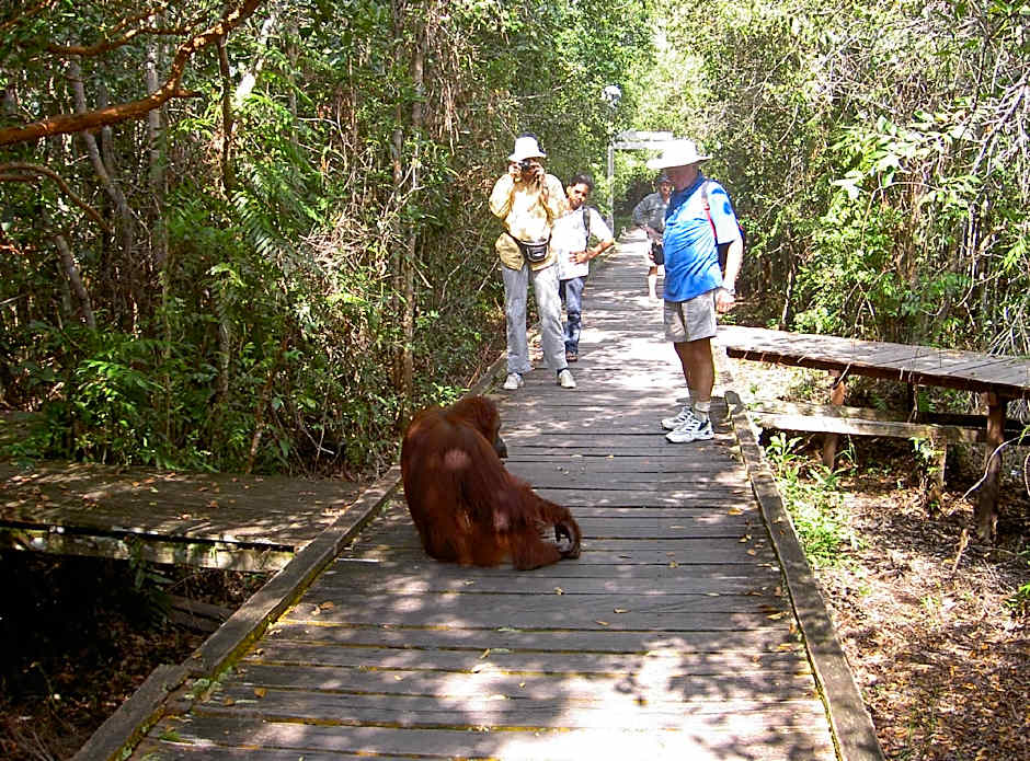 Rimba Orangutan Eco Lodge