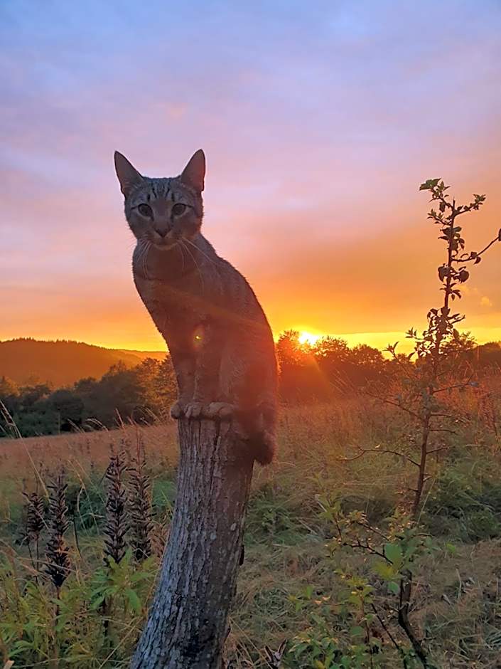 Rezydencja Bukowy Dwór