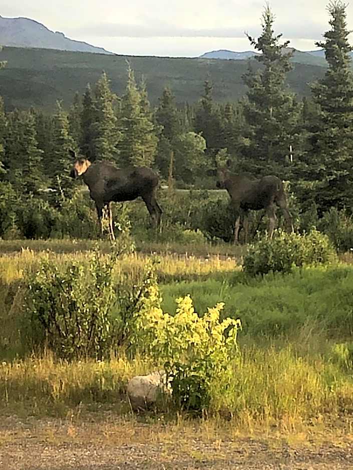 Denali Park Hotel