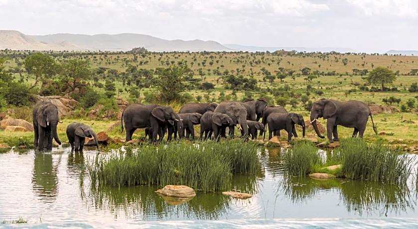 Four Seasons Safari Lodge Serengeti Tanzania