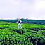 The Tea Garden