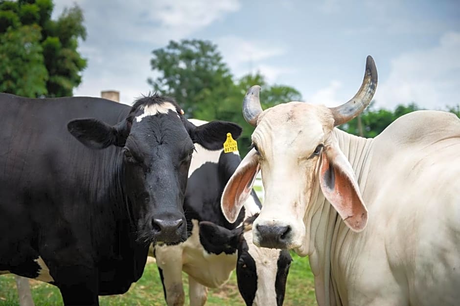 Green Me Organic Farm Khao Yai กรีนมี ออแกนิคฟาร์ม เขาใหญ่