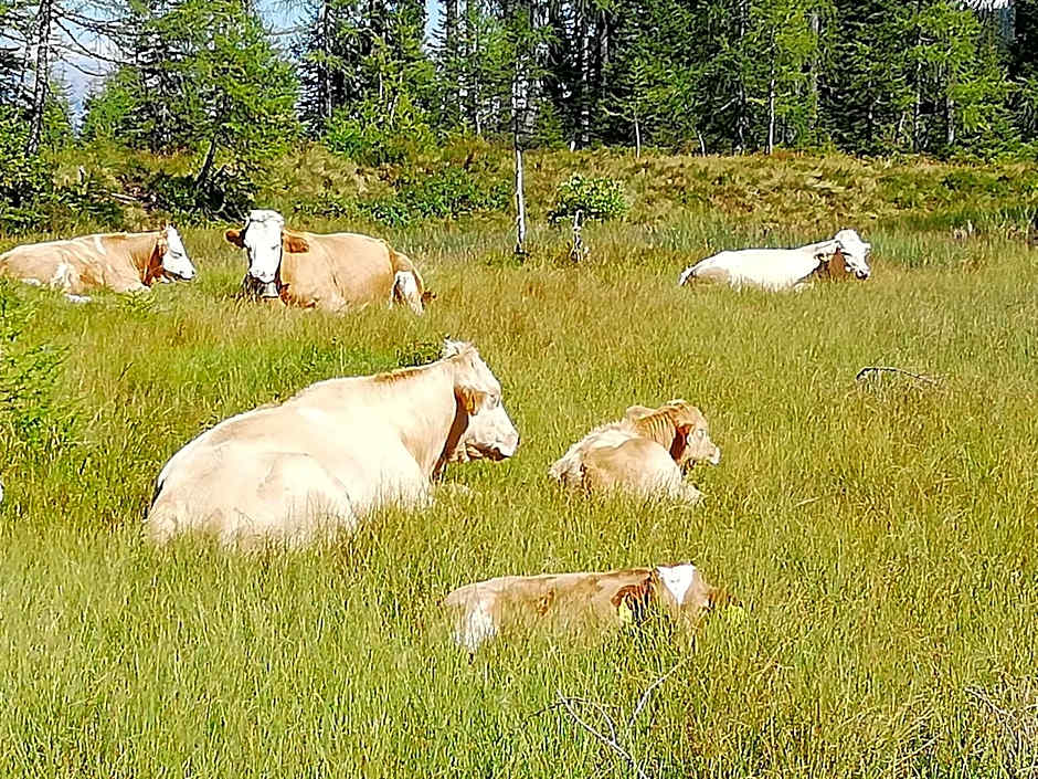 Gästehaus Pürstl-Kocher