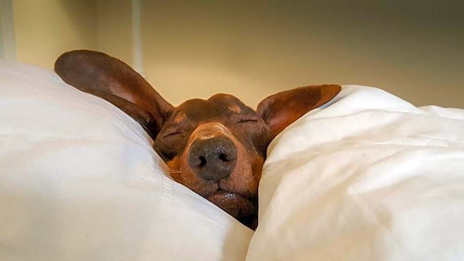 Stardust Motel Wallace