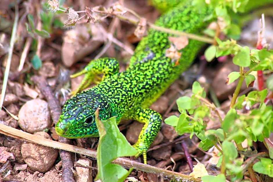 Damarco Alloggio Turistico Locanda
