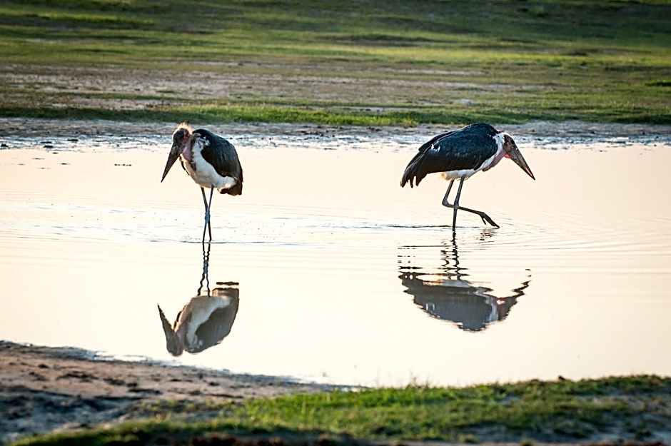 Lake Ndutu Luxury Tented Lodge