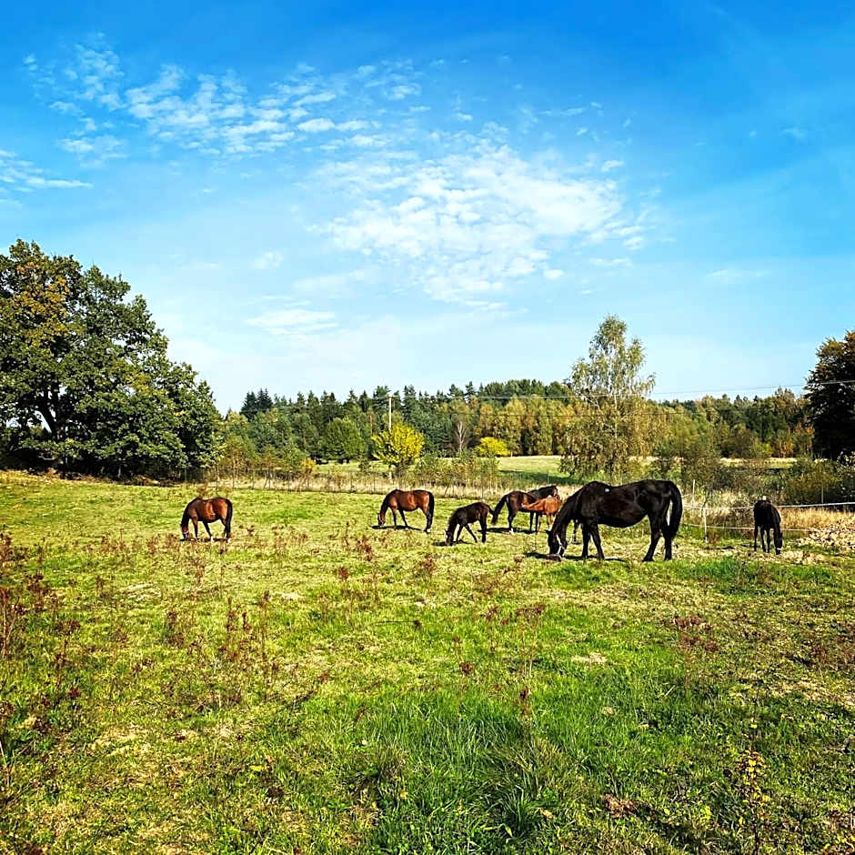 Koziula - Domki i Leśne SPA na Kaszubach