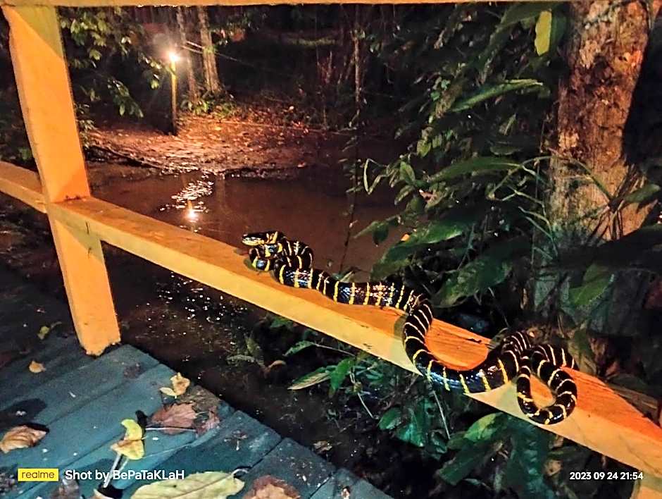Borneo Jungle Adventure