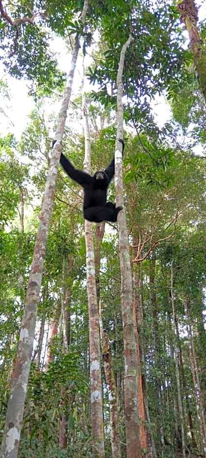 Umiyuki jungle tour only treking with us