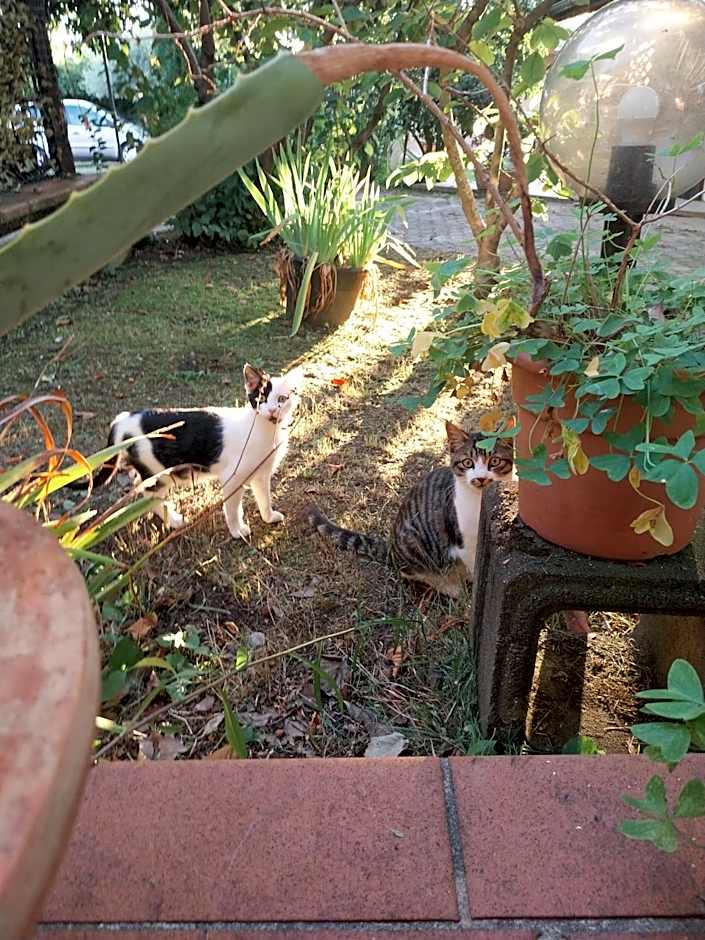 La Casa Gialla A MONTIGNOSO