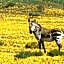 Bushmans Kloof Wilderness Reserve and Wellness Retreat