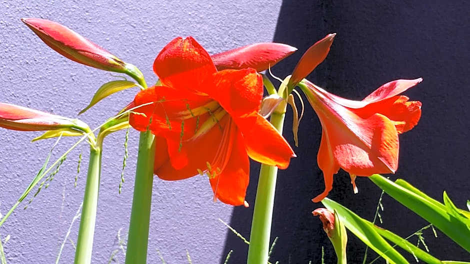 Karuah Gardens Motel