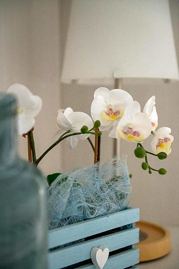 Hotel Eliseo Riccione