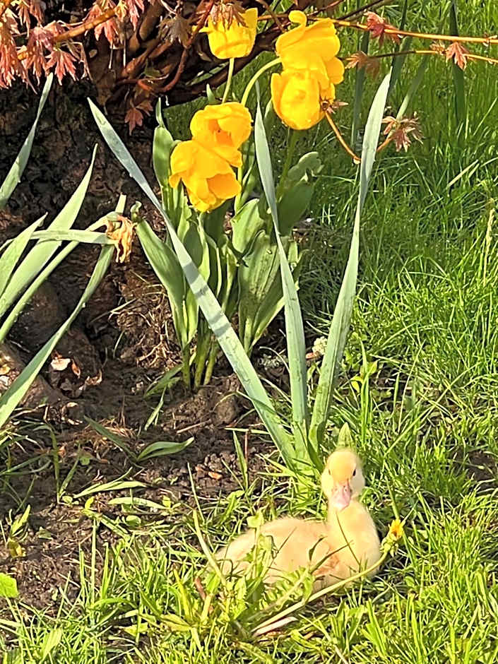 Hotel Hirsch Fluorn Schwarzwald