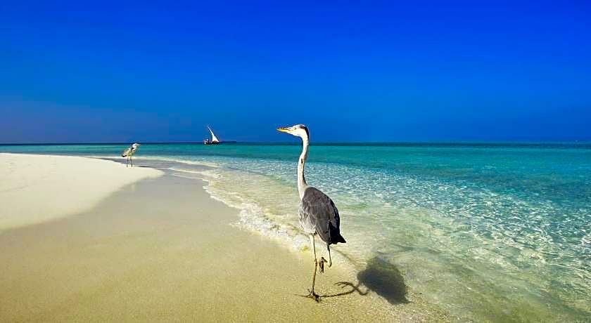Arora Inn at Maafushi Island Maldives