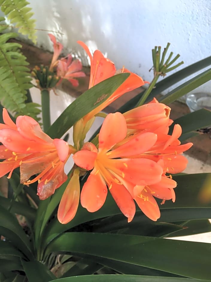 VILLA DE LA LUZ Luxury Guesthouse