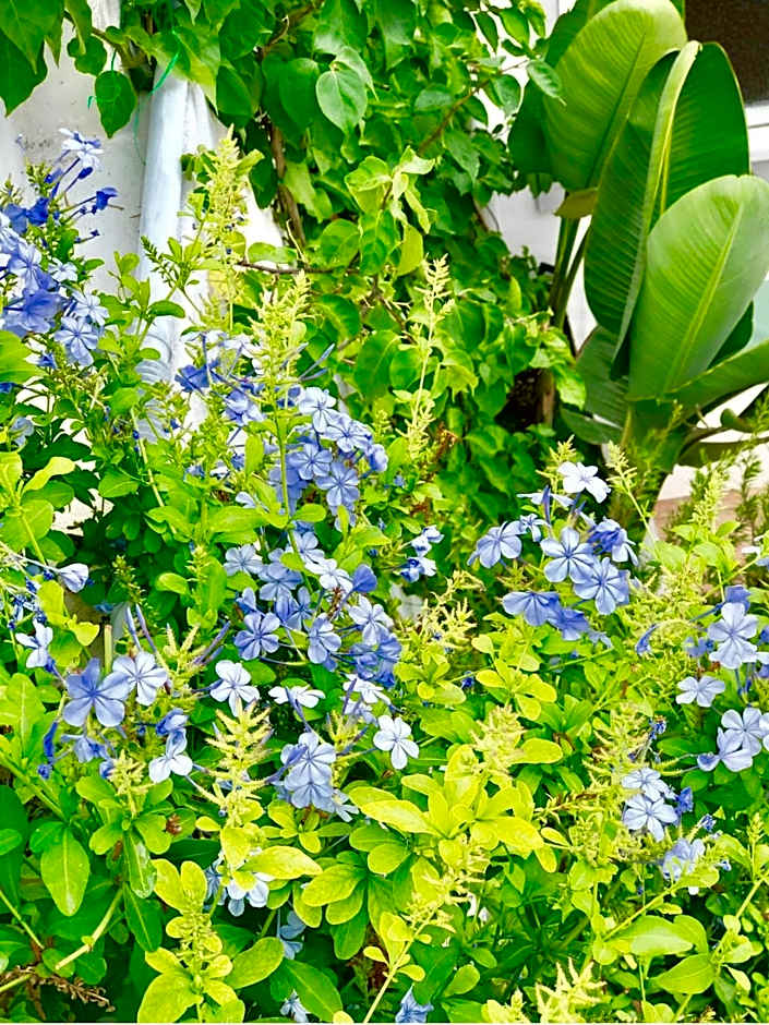 Les Lilas