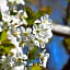 B&B Wood, Food & More