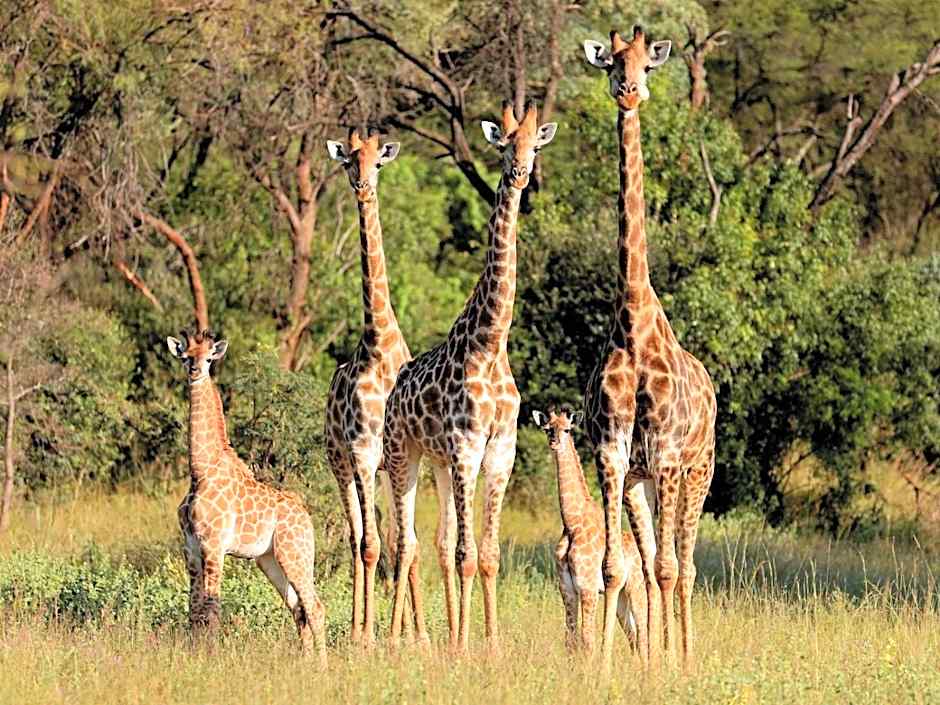 Lindani Game and Lodges