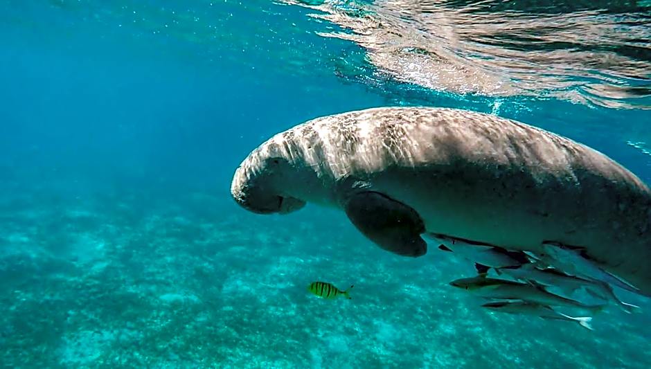 Blue Vision Diving Hotel