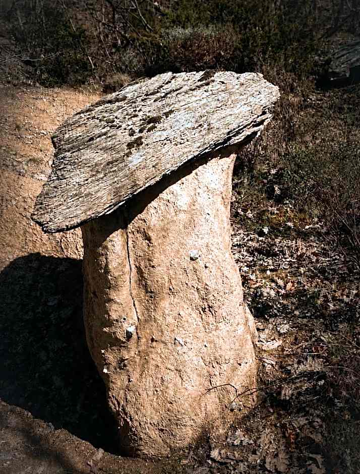 Petrini Gonia
