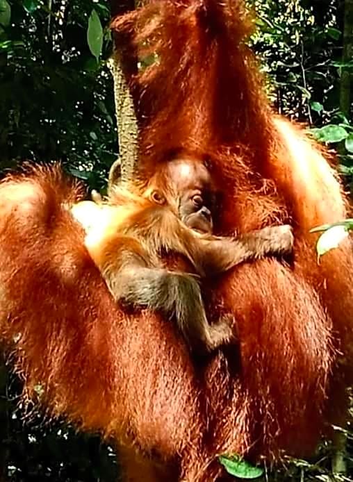 ETALAUSER Jungle Gate EcoResort Bukit Lawang