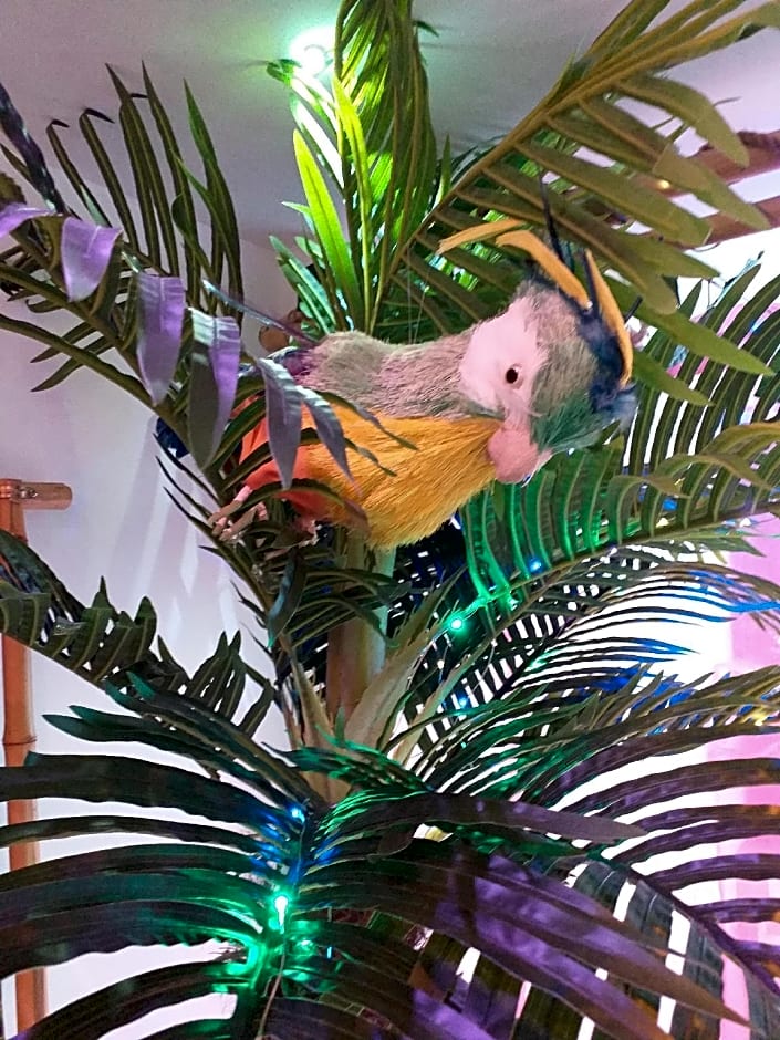 Wonder Paradisio Studio Nerja