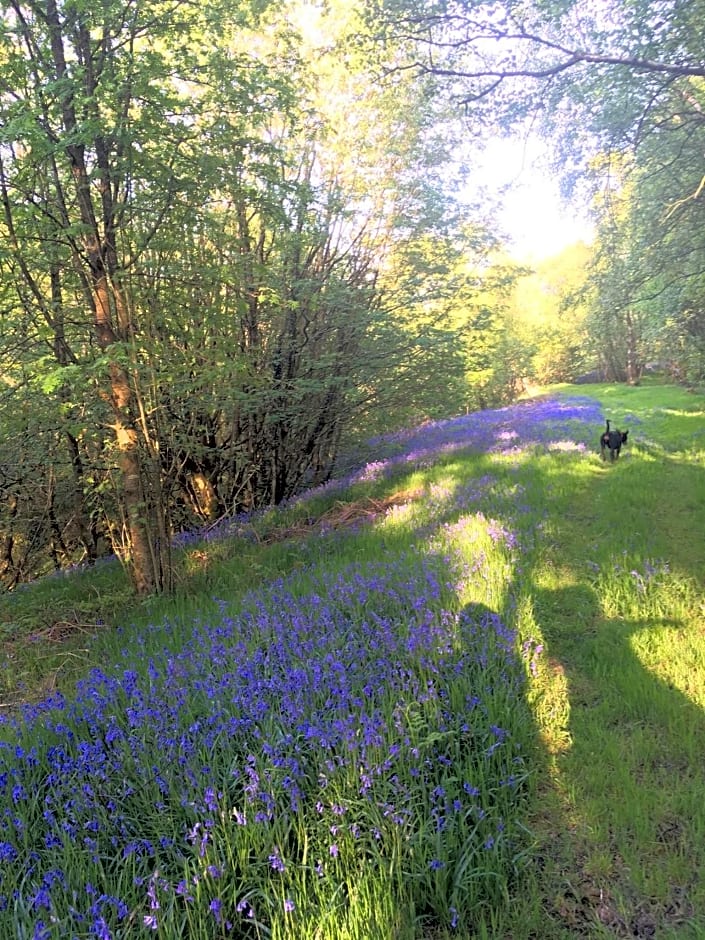 Belan Bluebell Woods Shepherds Hut