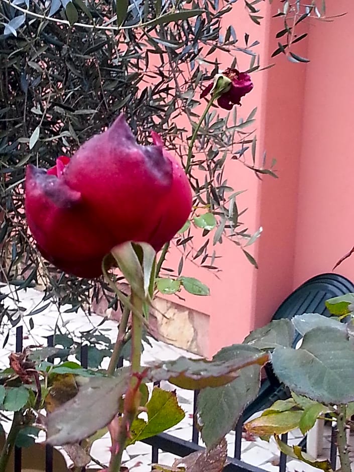 Gli Aceri B&B