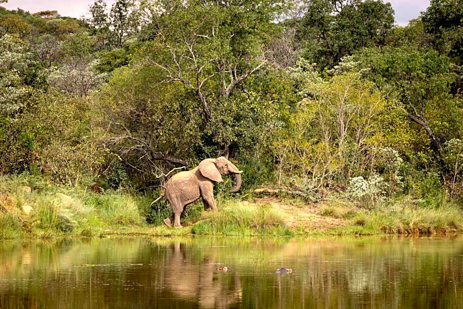 Elephants Crossing