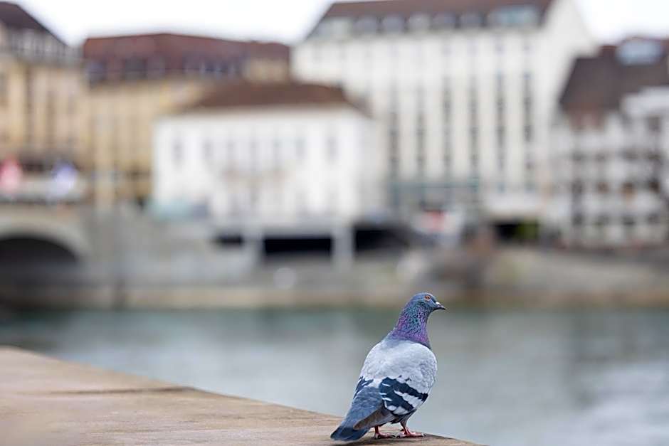 Merian am Rhein